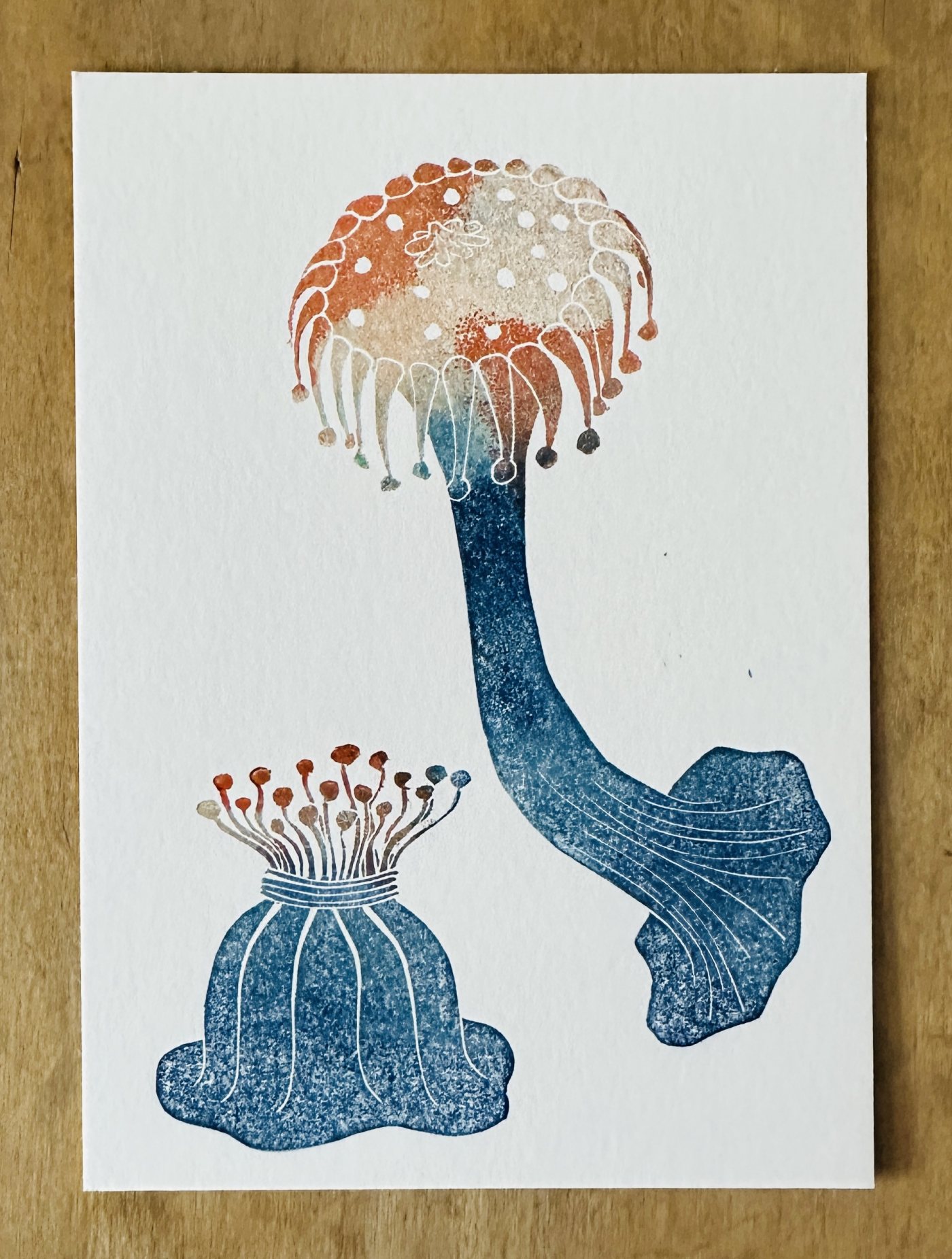 Seeanemonen