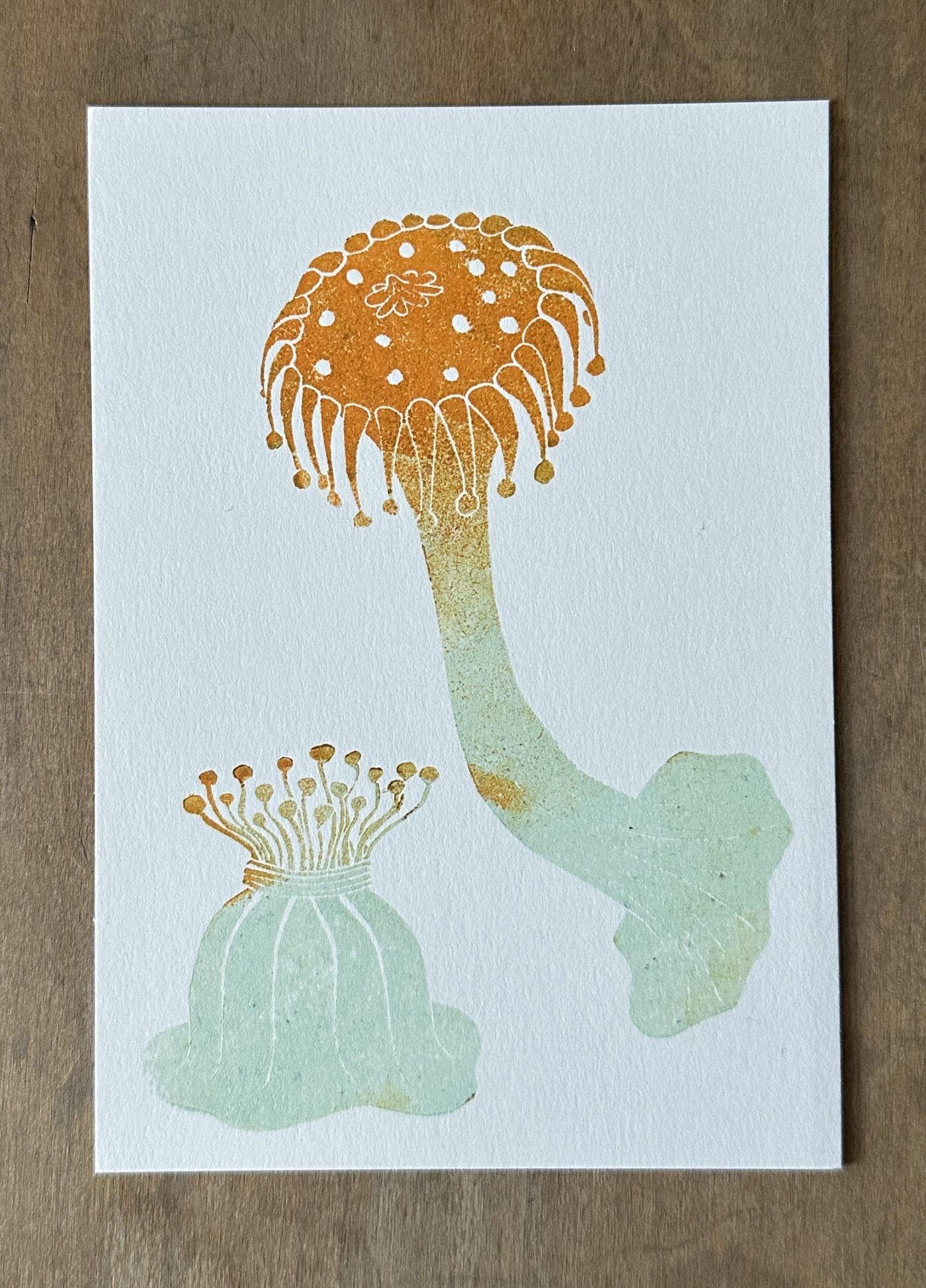 Seeanemonen